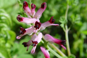 A purple and white flower grows from the soil