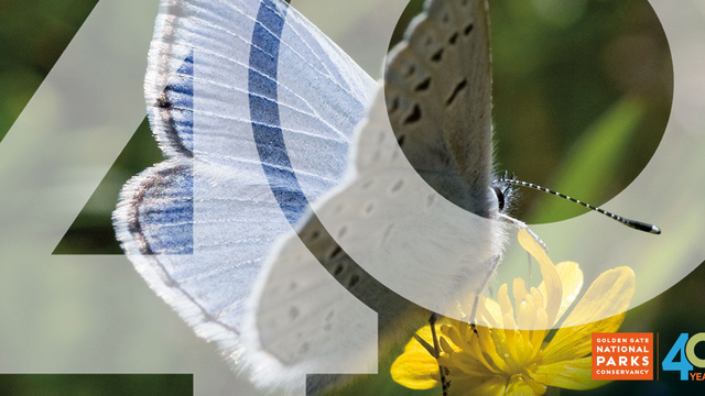 Mission blue butterfly seen landing on a yellow flower.