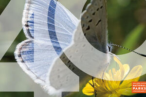 Mission blue butterfly seen landing on a yellow flower.