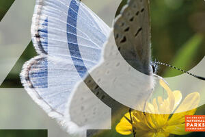 Mission blue butterfly seen landing on yellow flower.