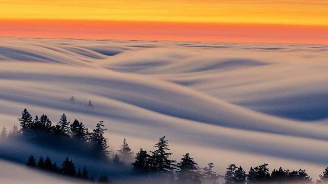 Fog rolling over forest at Mount Tamalpais