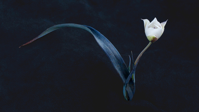 Oakland star tulip (Calochortus umbellatus), Marin Municipal Water District, Mt. Tamalpais, © Rob Badger and Nita Winter