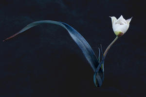 Oakland star tulip (Calochortus umbellatus), Marin Municipal Water District, Mt. Tamalpais, © Rob Badger and Nita Winter