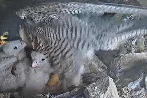 A peregrine falcon with its chicks in a rocky nest on Alcatraz Island in spring 2024.