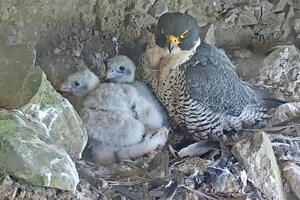 Peregrine Falcon with chicks