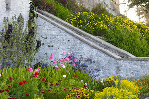 Flowers in bloom at Alcatraz Historic Gardens