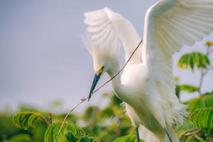 Snowy egret