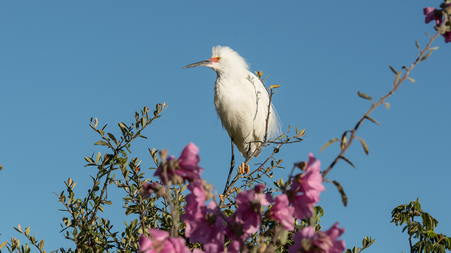 snowy egret