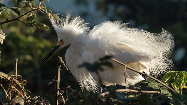 snowy egret