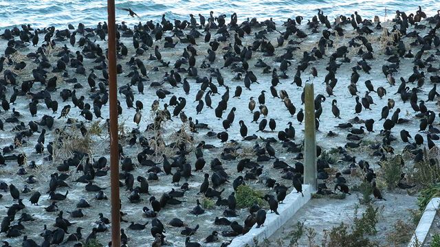 Cormorants nest in a large colony on Alcatraz