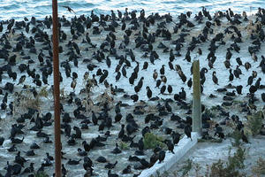 Cormorants nest in a large colony on Alcatraz