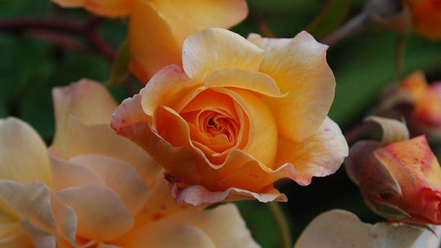 Close up photo of a peach colored rose 'Buff Beauty' from the Historic Gardens of Alcatraz
