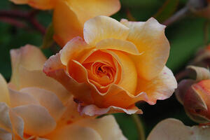 Close up photo of a peach colored rose 'Buff Beauty' from the Historic Gardens of Alcatraz