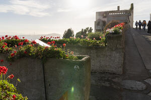 Perennial geraniums at Officers Row on Alcatraz Island.