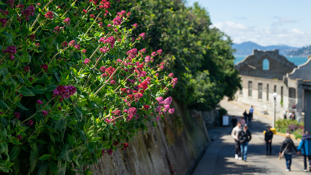 Plants in the sunshine on Alcatraz Island.