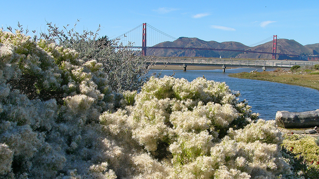 Coyote Brush