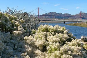 Coyote Brush