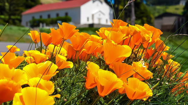 California Poppy