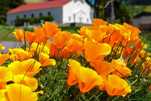 California Poppy