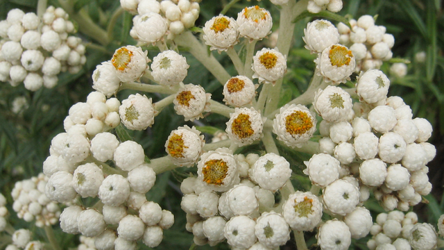 Anaphalis margaritacea (Pearly Everlasting)