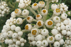 Anaphalis margaritacea (Pearly Everlasting)