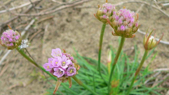 Sea thrift found along the Crissy Field Promenade in the Golden Gate National Parks.