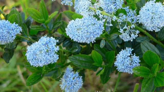 California Lilac, Ceanothus thyrsiflorus