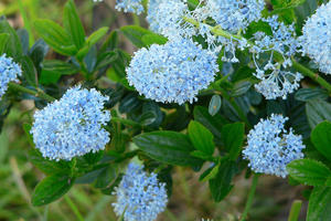 California Lilac, Ceanothus thyrsiflorus