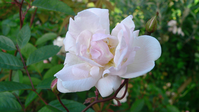 California Wild Rose blooms on the Battery East Trail steps.