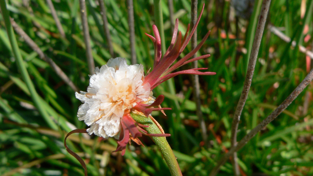 Armeria maritima (Pink Sea Thrift)