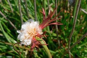 Armeria maritima (Pink Sea Thrift)