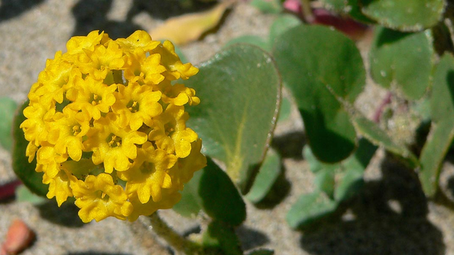 Yellow Sand Verbena (Abronia latifolia), at Crissy Field's sand dunes.