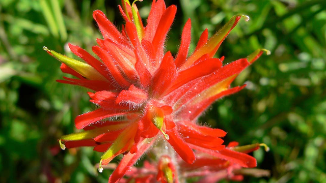 The paintbrush wildflower found along McCollough Road in the Marin Headlands.