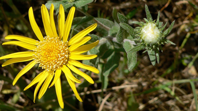 Hairy Gumplant (Grindelia hirsutula) along Conzelman Road in the Marin Headlands.