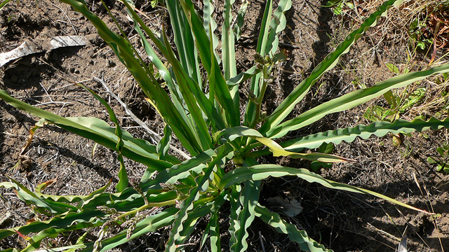 Waveyleaf Soap-plant (Chlorogalum pomeridianum, Liliaceae family)