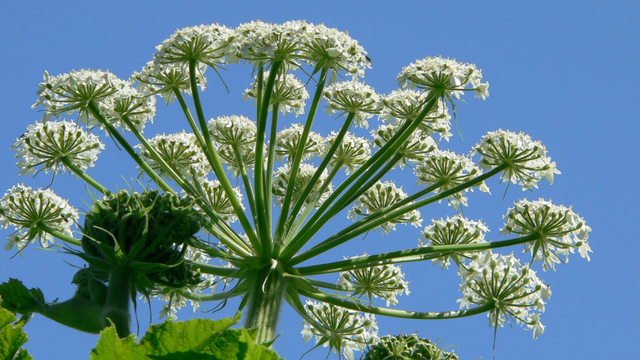 Heracleum lanatum (Cow Parsnip)