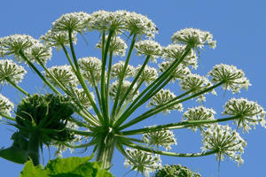 Heracleum lanatum (Cow Parsnip)