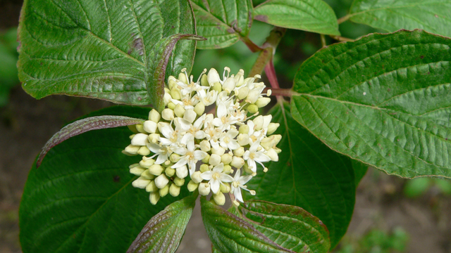 Cornus sericea (American Dogwood)