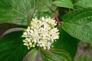 Cornus sericea (American Dogwood)