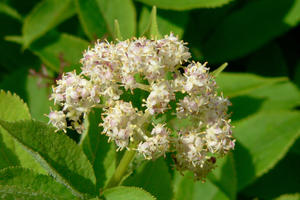 Sambucus racemosa (Red Elderberry)