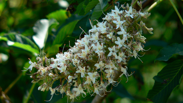 California buckeye