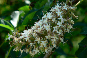 California buckeye