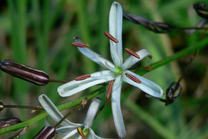 Chlorogalum pomeridianum (Soap Leaf, Soap Plant)