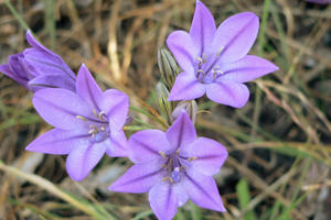 Triteleia laxa (Ithuriel's Spear)