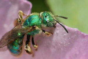 Green sweat bee (Agapostemon texanus) on flower
