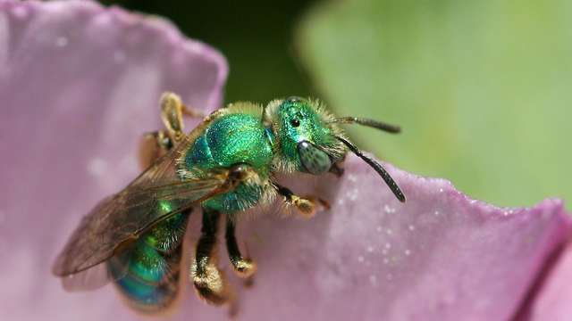 Green sweat bee (Agapostemon texanus) on flower