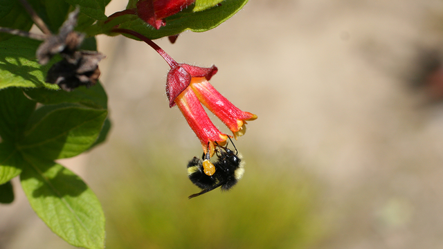 Bumble Bee (Bombus sp.) in the Golden Gate National Recreation Area