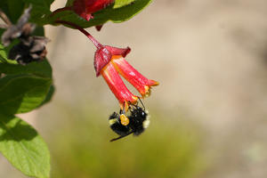 Bumble Bee (Bombus sp.) in the Golden Gate National Recreation Area