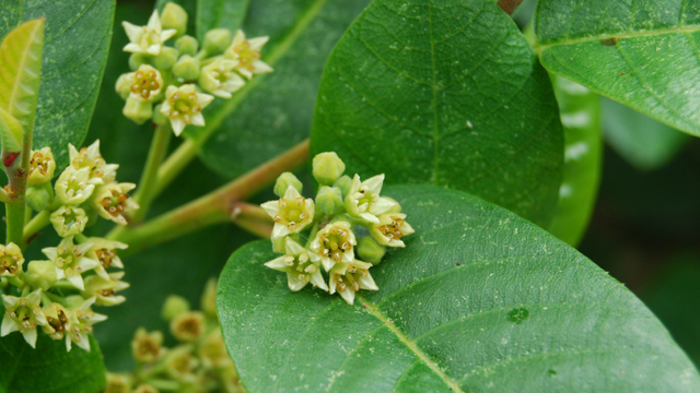 Rhamnus californica (California Coffeeberry)