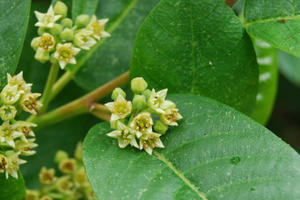 Rhamnus californica (California Coffeeberry)